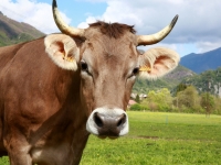 Dolomiti Mucca - Foto di Alessandro Squassoni da Pixabay 