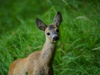 Capriolo Natura Park - Dolomiti - Foto di rottonara da Pixabay 