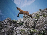 Camoscio - Dolomiti - Foto di rottonara da Pixabay 