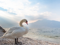 Cigno - Lago di Garda - Foto di Zsuzsanna Tóth da Pixabay