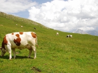 Vaca pastando en los Dolomitas - Foto de Roberto Bellasio de Pixabay