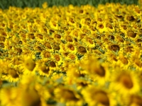 Toscana - Coltivazione di Girasoli - Foto di sist3maluxury da Pixabay 