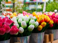 Bloemenmarkt - da Pixabay