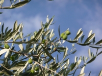 Toscano Olivo - Foto di joe137 da Pixabay 