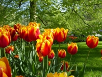 tulipani - foto di Jovanel da pixabay
