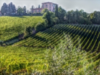 Vigneti Monte Pulciano - Foto di Maksrossi da Pixabay 